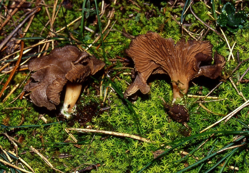 Entoloma neglectum